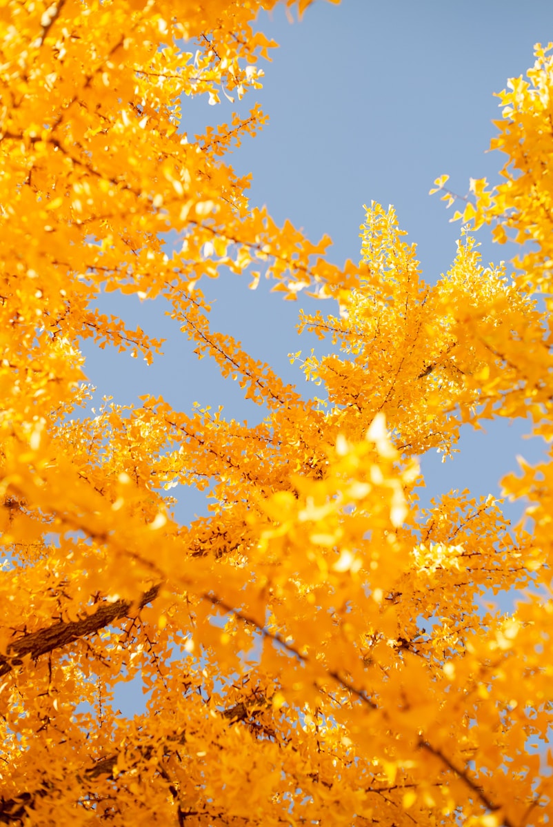 Ancient Textiles Restoration